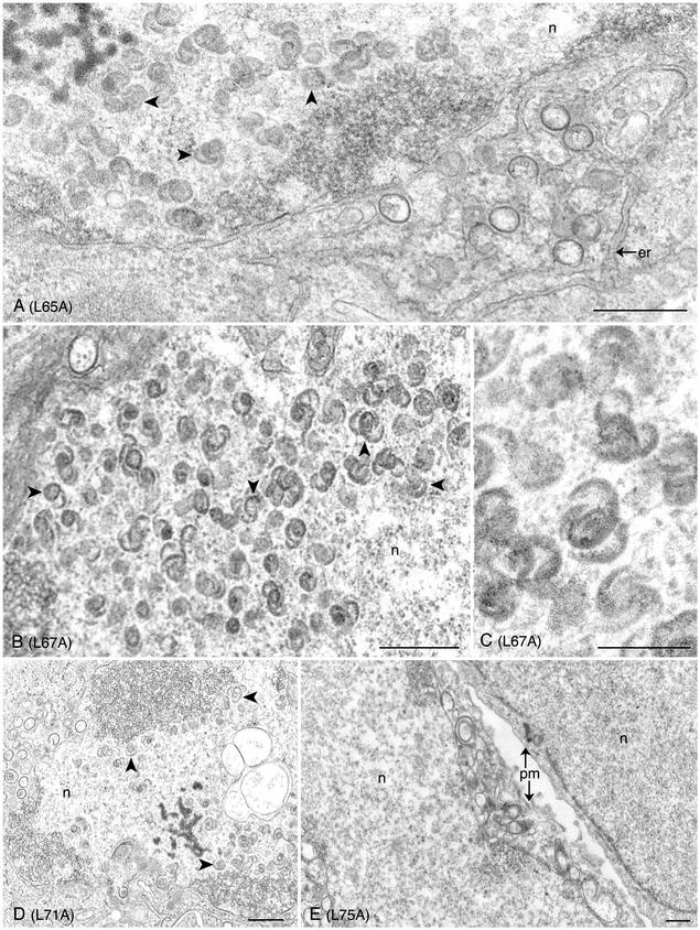 FIG. 6.