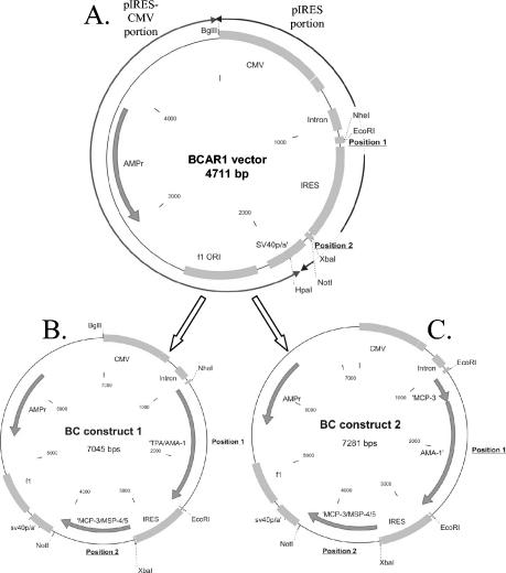 FIG. 1.