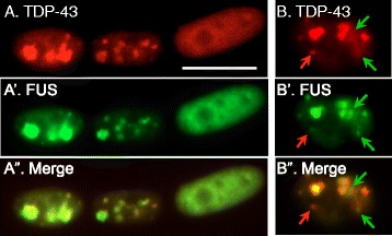 Fig. 9