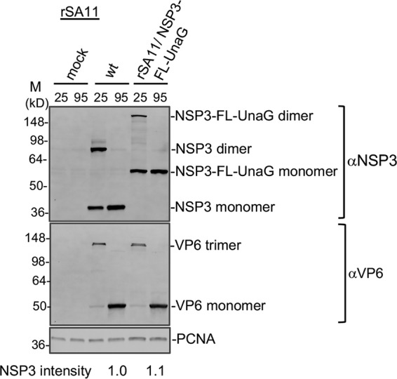 FIG 3