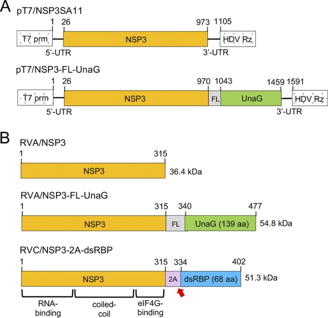 FIG 1