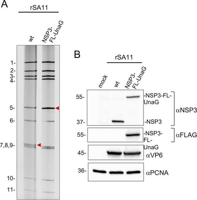 FIG 2