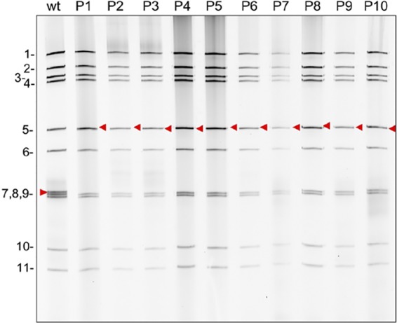 FIG 5