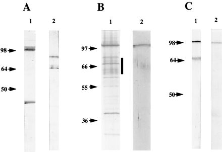 FIG. 7