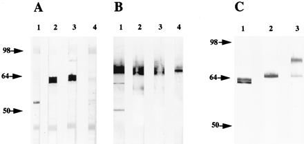 FIG. 8