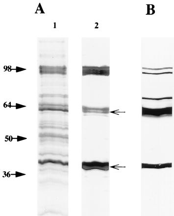 FIG. 1