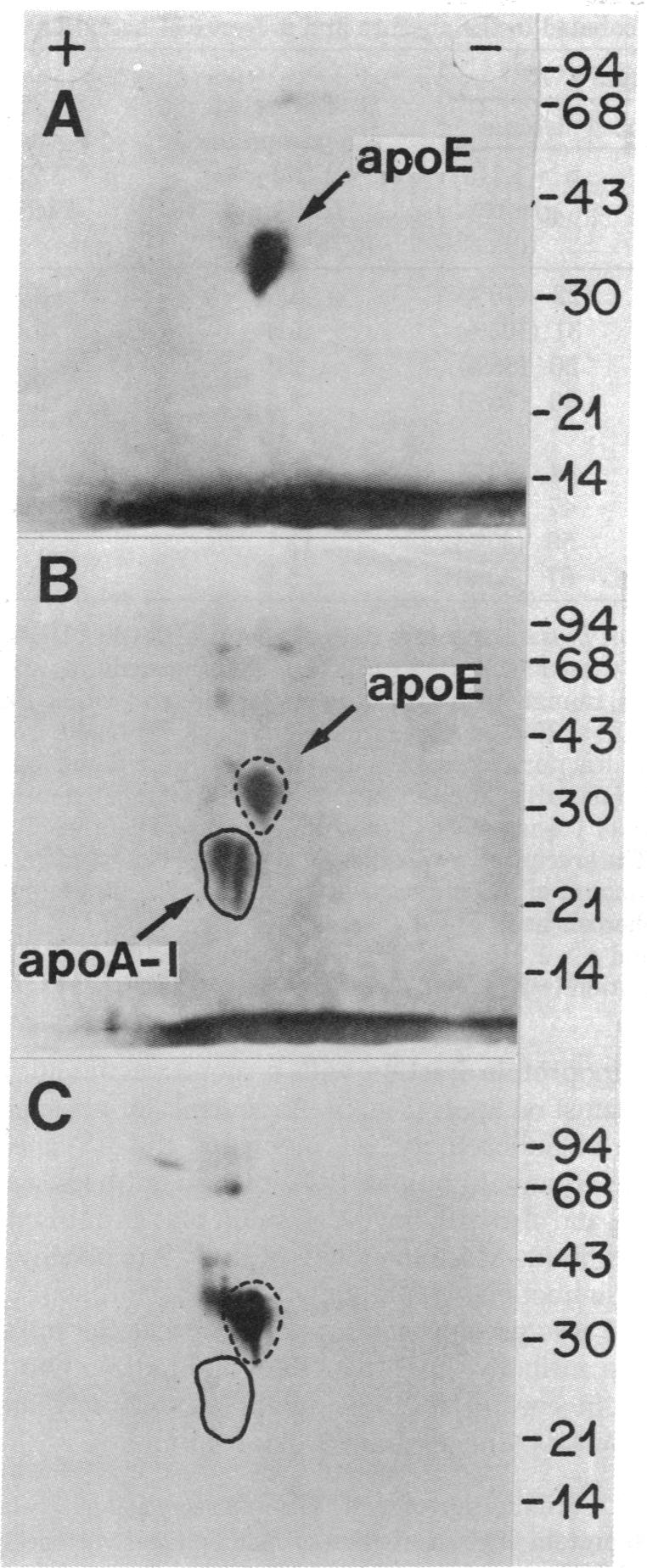 graphic file with name pnas00663-0340-a.jpg