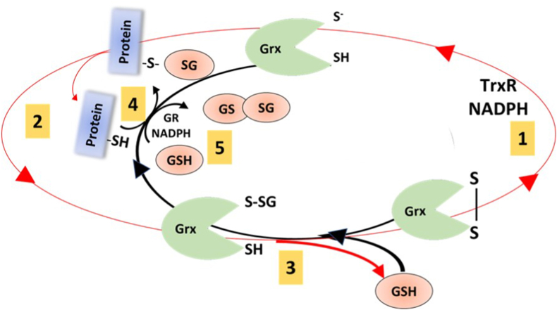 Fig. 7