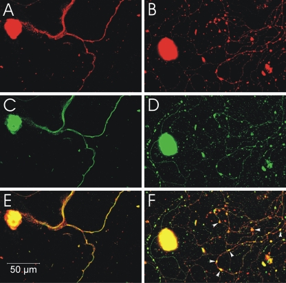 FIG. 9.