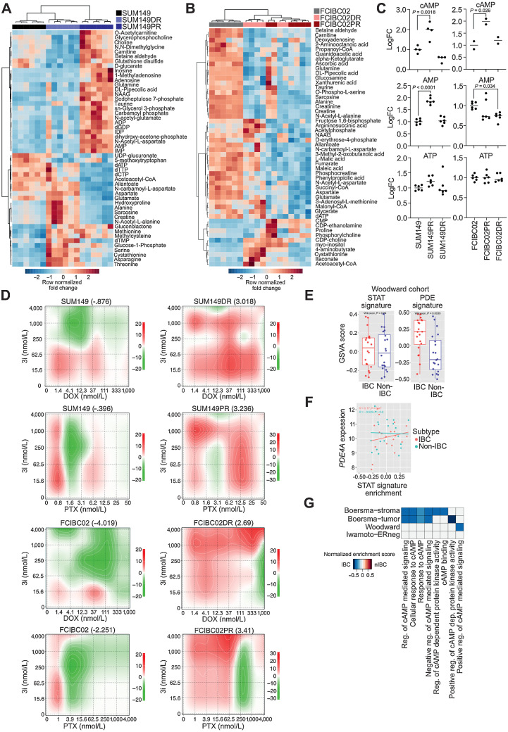 Figure 4. Metabolic reprogramming and upregulation of cAMP signaling in IBC resistance. A and B, Fold change metabolite abundance over SUM149 Parental (A) or FCIBC02 Parental (B) for top 50 differential metabolites in doxorubicin-resistant and paclitaxel-resistant cells as measured by LC/MS-MS. C, Relative abundance of cAMP, AMP, and ATP by LC/MS-MS (n = 6). P values calculated by one-way ANOVA. D, Synergy scores for cell lines treated with paclitaxel (PTX) or doxorubicin (DOX) in combination with the CREB inhibitor 3i (n = 3). Synergy was calculated using ZIP model where a score of 0 indicates an additive response and areas of red and green indicate synergistic and antagonistic dose regions, respectively. E, PDE gene-family and STAT (generated from KEGG) gene signature scores in a patient cohort (Woodward) featuring IBC and non-IBC patient samples. F, Correlation between STAT signature generated from KEGG and PDE4A expression in the Woodward cohort. G, Gene set enrichment scores of gene ontology cAMP-related pathways in IBC versus non-IBC (nIBC) patient samples (FDR < 0.1).