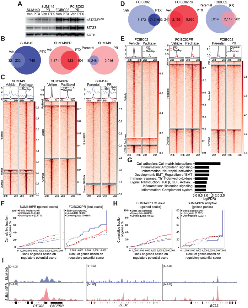 Figure 3. pSTAT3 chromatin binding patterns in drug-sensitive and -resistant IBC cells. A, Western blot analysis of pSTAT3Tyr705, and STAT3 in the indicated cell lines following 24 hours of paclitaxel (PTX) treatment. ACTB used as loading control B, Venn diagram depicting overlap of pSTAT3Tyr705 ChIP-seq peaks between vehicle (Veh) and paclitaxel (PTX) treatment of SUM149 and SUM149PR cell lines. C, Heat map depicting pSTAT3Tyr705 peaks which are unique in vehicle (Veh) and paclitaxel (PTX) treated SUM149 and SUM149PR cells and the overlap between groups. The color key is the score of ChIP-seq signal over the selected genomic region, the signals across different genomic regions have been scaled to the same length. D, Venn diagram depicting overlap of pSTAT3Tyr705 peaks between Veh and PTX treatment of FCIBC02 and FCIBC02PR. E, Heat map of pSTAT3Tyr705 peaks in FCIBC02 and FCIBC02PR as shown in C. F, Integration of differential gene expression and pSTAT3Tyr705 targets by BETA analysis. The P value listed in the top left represents the significance of the up or down group relative to the unchanged (NON) group as determined by the Kolmogorov–Smirnov test. G, Process networks significantly enriched (FDR < 0.1) in genes that are upregulated in SUM149PR compared with SUM149 and are pSTAT3 targets only in SUM149PR cells. FDR calculated by MetaCore Enrichment Analysis test. H, BETA analysis as shown in F of integration of pSTAT3 targets and differentially expressed genes in either adaptive or de novo clusters as defined in Fig. 2D. I, Gene tracks depicting pSTAT3Tyr705 signal at selected genomic loci. X-axis shows position along the chromosome with gene structures drawn below. Y-axis shows genomic occupancy in units of rpm/bp.