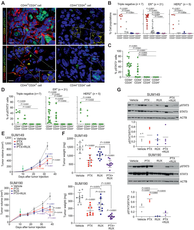 Figure 1. Frequency of CD44+CD24−pSTAT3+ cells and dependency on JAK/STAT3 signaling in IBC. A, Representative immunofluorescence analysis of CD44, CD24, and pSTAT3 in IBC samples. Scale bars represent 10 μm. Nuclei are stained with DAPI. B, Percent of the four cell types in each IBC tumor of the indicated subtype. C, Percent pSTAT3+ cells in the four cell types (n = 33 patients). D, Percent pSTAT3+ cells within the four cell types in each tumor classified by subtype. E, Graphs depicting SUM149 (top) and SUM190 (bottom) xenograft tumor volume in mice treated with vehicle, paclitaxel (PTX), ruxolitinib (RUX), or the combination with green arrow depicting treatment start when tumors were first palpable (∼20 mm3 for SUM149 and ∼60 mm3 for SUM190). Error bars represent SEM, n = 5 mice with 2 tumors/mouse. P values were calculated by two-way ANOVA. F, Graph of tumor weights at endpoint from experiment shown in E. Error bars represent SD. G, Immunoblot analysis of pSTAT3 and STAT3 in xenografts. ACTB was used as a loading control. Dot plot depicts quantification of pSTAT3/STAT3 ratios. P values for B–D, F–G calculated by one-way ANOVA with Tukey multiple comparisons.