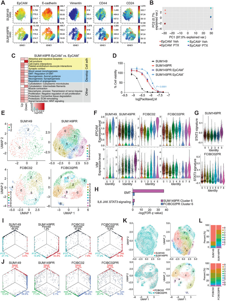 Figure 5. Cellular heterogeneity and dynamics in the development of resistance. A, Selected viSNE maps of CyTOF analysis from Supplementary Fig. S6B of SUM149 and SUM149PR cells colored for expression of EpCAM, E-cadherin, vimentin, CD44, and CD24. Color scale indicates minimum and maximum values of expression. B, PCA plot depicting gene expression of SUM149PR EpCAM− and EpCAM+ cells treated with Vehicle (Veh) or paclitaxel (PTX). C, Process networks significantly enriched (FDR < 0.005) in genes up- or downregulated between SUM149PR EpCAM− and EpCAM+ cells. Color scale corresponds to –log(FDR) of significance of enrichment, calculated by MetaCore Enrichment Analysis test. D, Cellular viability after paclitaxel treatment of indicated cell lines. Error bars represent SD (n = 3). E, UMAP plots of cells from indicated cell lines by scRNA-seq, colored by cluster. Each point represents a single cell. F, Violin plots of EpCAM (top) and vimentin (bottom) expression levels in single cells clustered as shown in E. G, Violin plot of single cell expression of a STAT3 signature, generated by combination of differential gene expression between resistant and parental cells and pSTAT3 ChIP-seq resistant-only targets. Single cells clustered as in E. H, Subset of gene set enrichment analysis from Supplementary Fig. S7E of differentially expressed genes in EMT-like clusters (SUM149PR cluster 5, FCIBC02PR cluster 6) that were significantly enriched in the hallmark gene set for EMT and IL6/JAK/STAT3 signaling. I, Hexagonal plots showing classification of single cells as either Parental (black), Parental + Paclitaxel treatment (PTX, teal), or Paclitaxel resistant (PR, red) populations. J, Hexagonal plots depicting classification of single cells as either basal (red), mesenchymal (green), or luminal (blue), as defined by differential expression of bulk RNA-seq data from 34 TNBC cell lines. For I–J, gray cells are unclassified and mixed colors represent cells classified in both categories. Classifications were based on gene-centered expression data. K, Integrated scRNA-seq data colored by cell line (left) or by cluster (right). L, Bar plot depicting the percent of cells that belong to each cluster shown in K in parental and resistant cell lines.