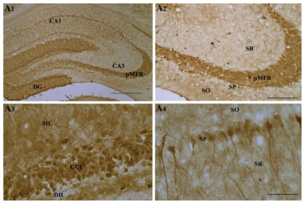 FIGURE 3