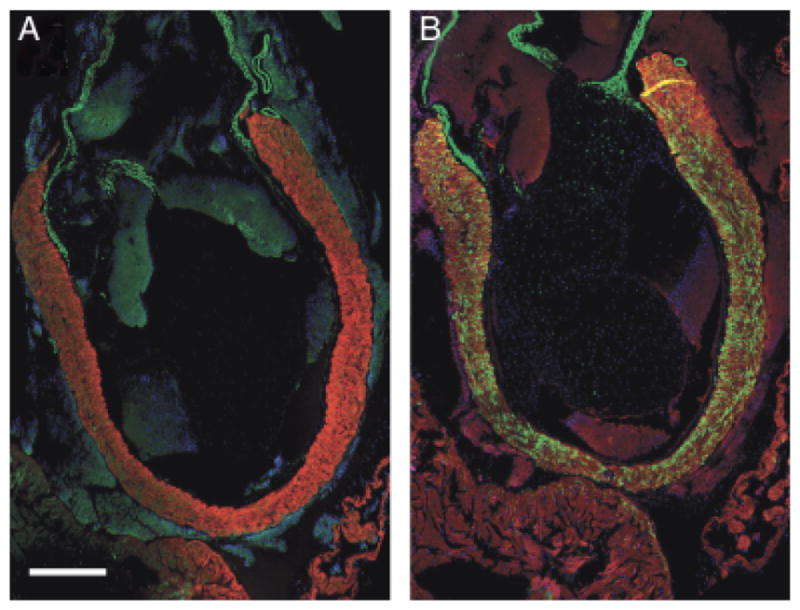 Fig. 10