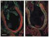 Fig. 10
