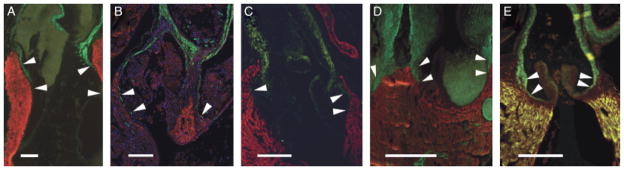 Fig. 9