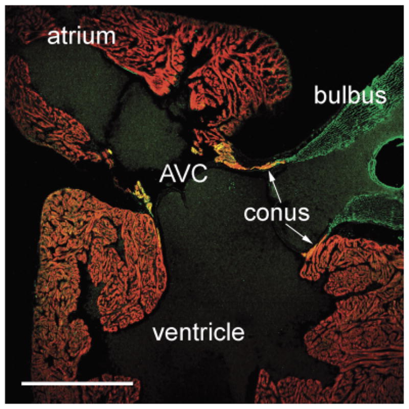 Fig. 8