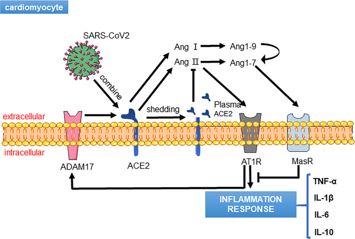 FIGURE 1