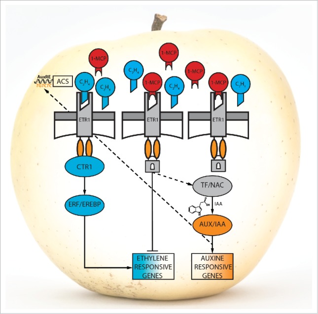 Figure 2.