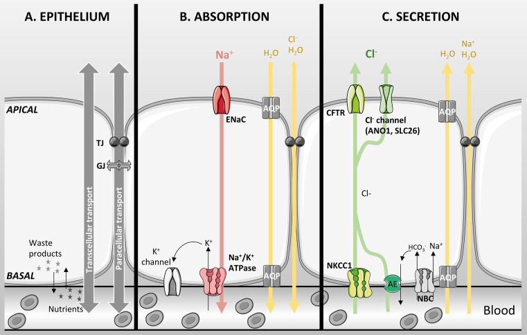 Fig. 1