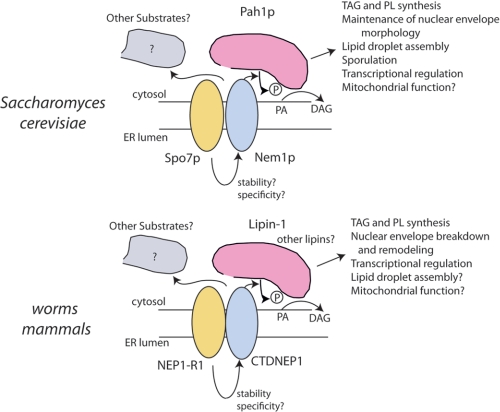 FIGURE 11.