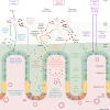 Biological representation of the main symbiotic mechanisms present in our model