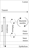 Schematic representation of flows in the model