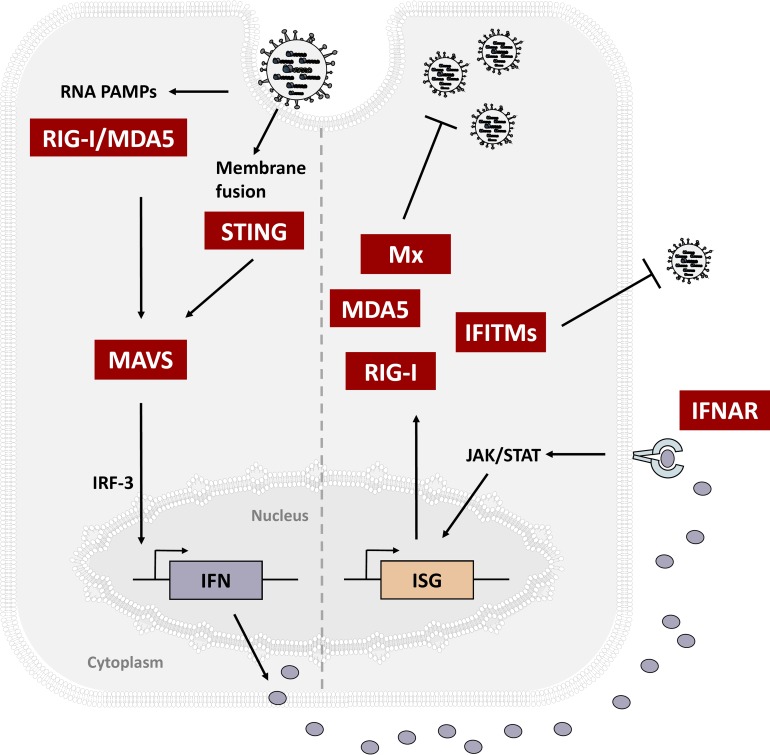 FIG 1