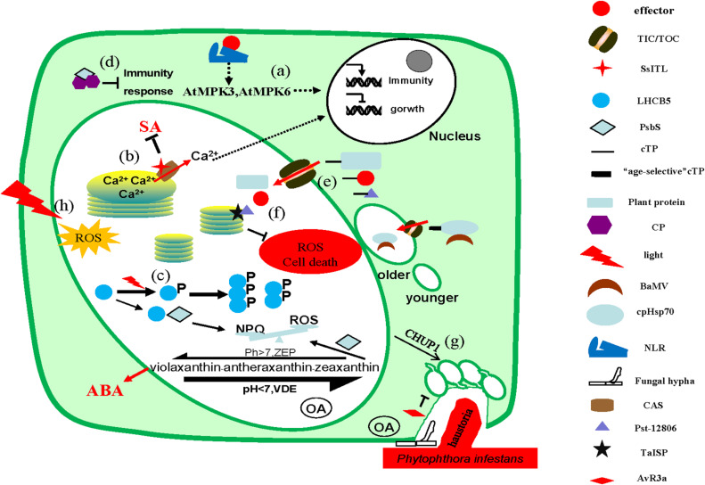 FIGURE 1