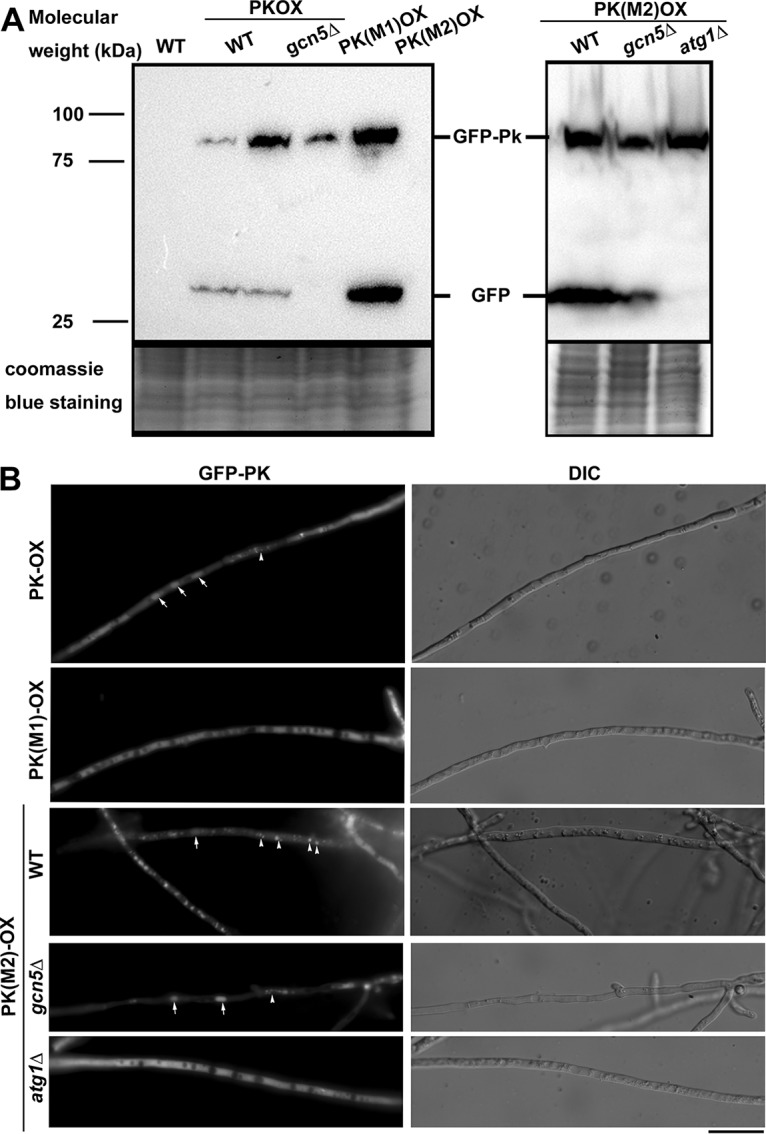 FIG 5