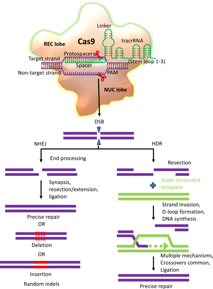 Figure 4