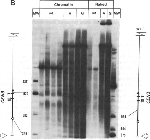 graphic file with name pnas00253-0191-b.jpg