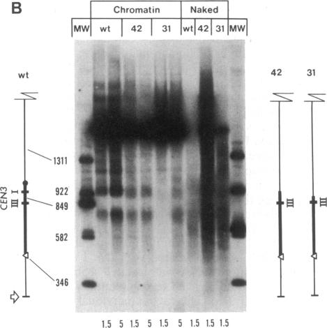 graphic file with name pnas00253-0192-c.jpg