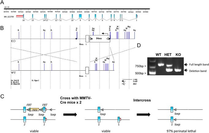 FIGURE 1.