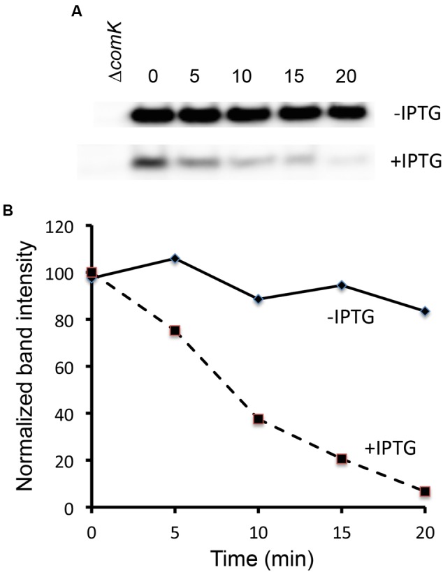 FIGURE 5