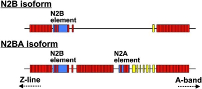 Fig. (1)