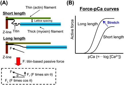 Fig. (2)