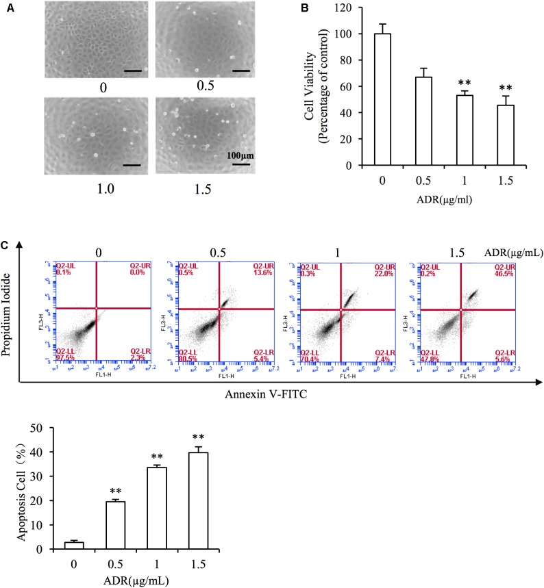 FIGURE 2