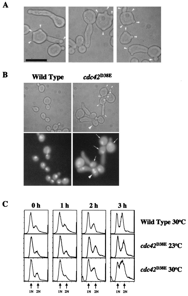 FIG. 2