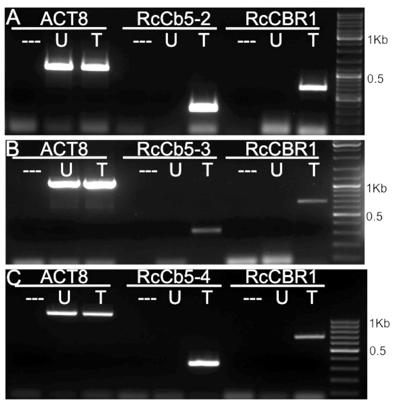 Figure 7. 