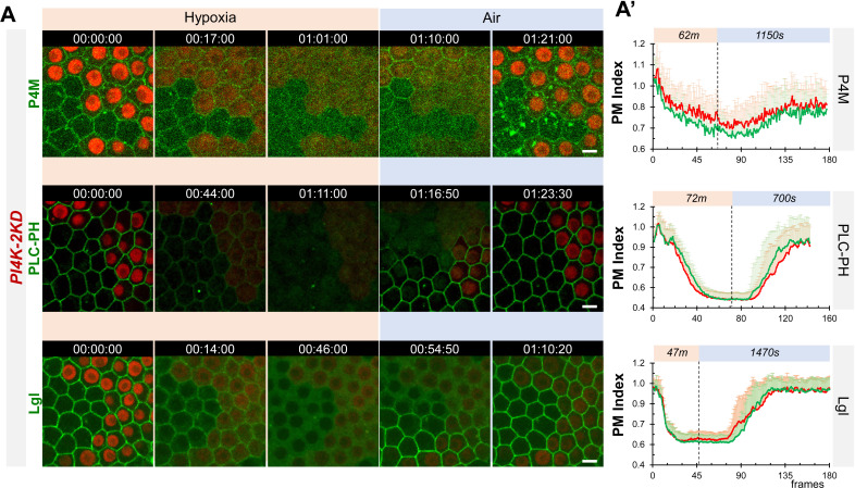 Figure 3—figure supplement 1.