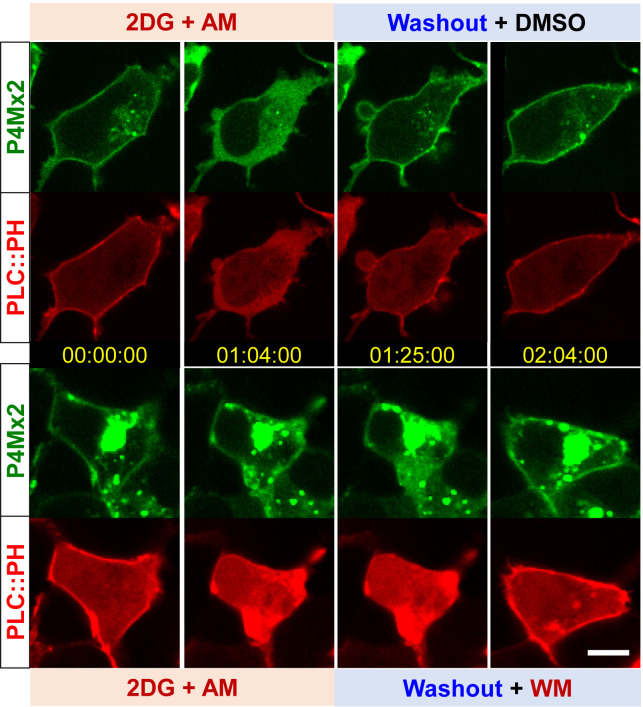 Figure 7—figure supplement 2.