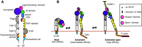 FIG. 1.