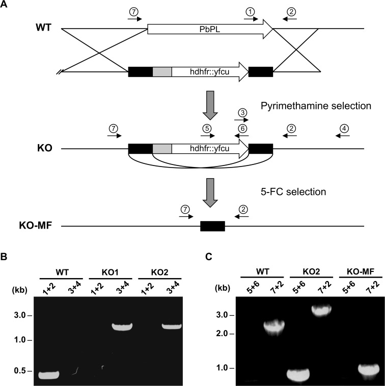 Fig 2