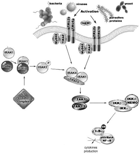 Fig. (3)