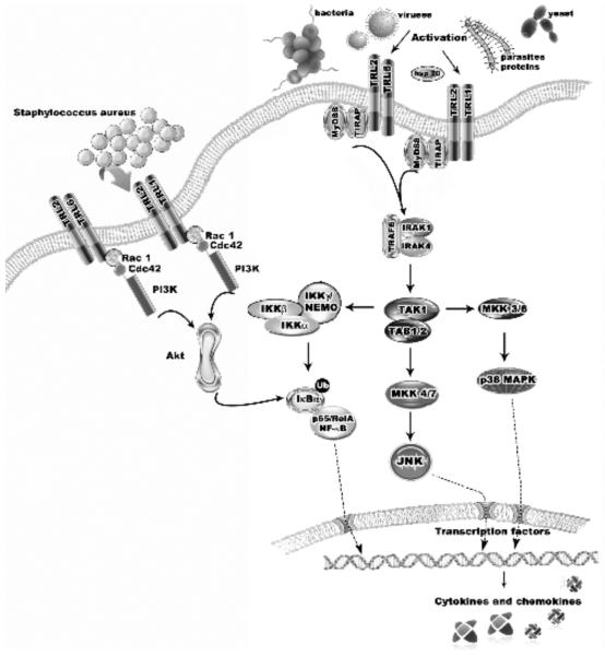 Fig. (2)