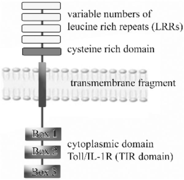 Fig. (1)