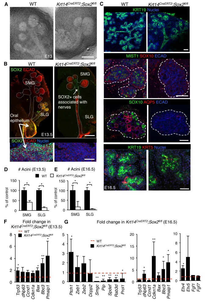 Figure 2—figure supplement 1.