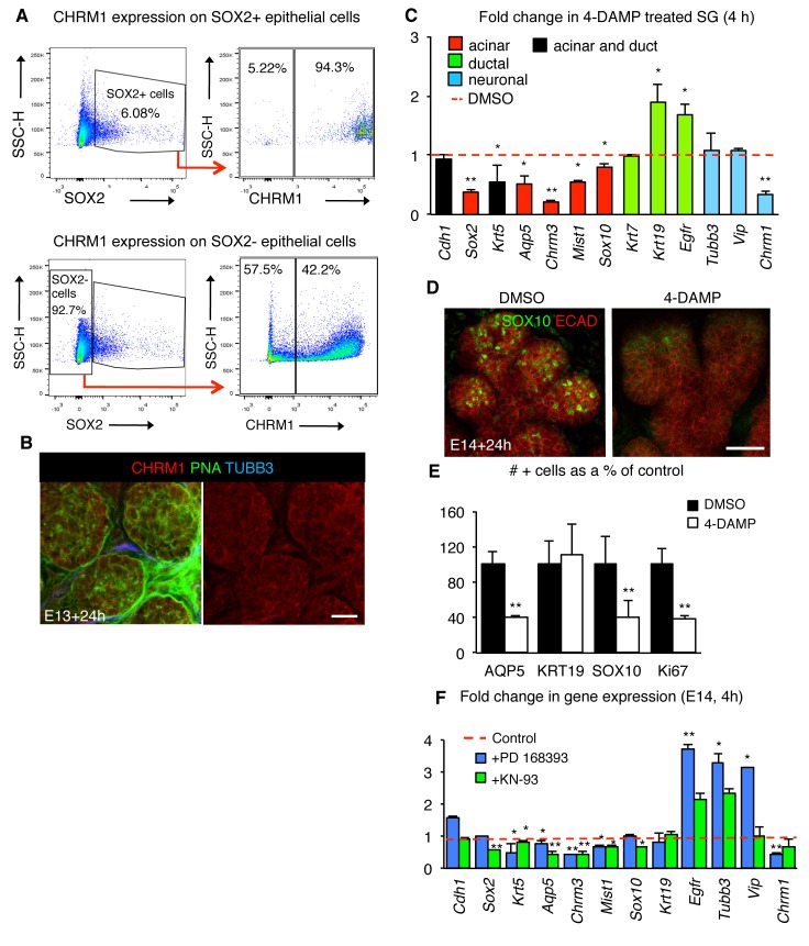 Figure 5—figure supplement 1.